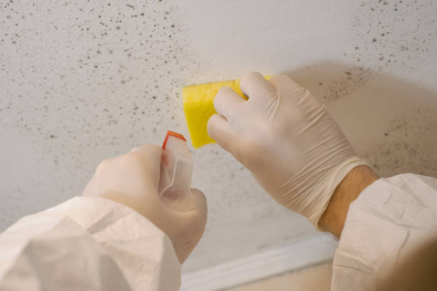Best Industrial Mold Remediation  in Gretna, NE