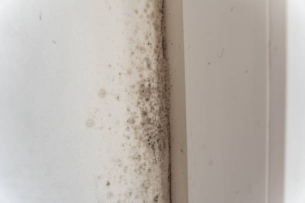 Reliable Gretna, NE Mold Removal Solutions