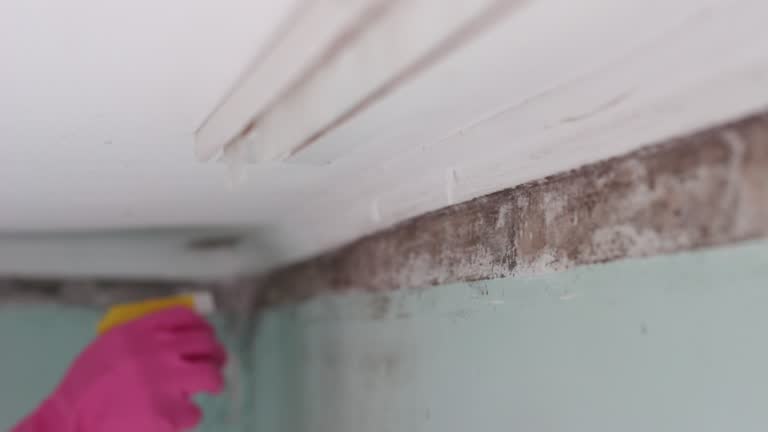 Mold Odor Removal Services in Gretna, NE